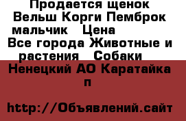 Продается щенок Вельш Корги Пемброк мальчик › Цена ­ 65 000 - Все города Животные и растения » Собаки   . Ненецкий АО,Каратайка п.